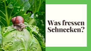 Ähnlich funktionieren beispielsweise kaffeesatz und maismehl. Was Fressen Schnecken Praktische Tipps So Werden Sie Schnecken Wieder Los Youtube