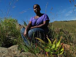 Image result for Psammotropha myriantha