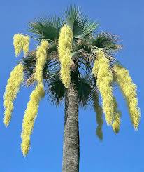 Image result for Triumfetta brachyceras