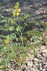 Image result for Senna hirsuta