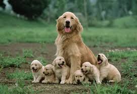 Dog For Sale in Chakdaha | KCI Registered puppies seller