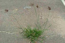 Image result for Chloris roxburghiana