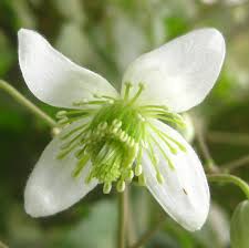 Image result for Clematis brachiata
