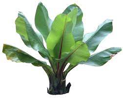 Garden Answers Plant Identification App Tropical Plants Plant Pictures Plants