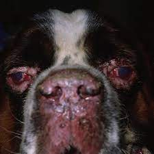 Maybe you would like to learn more about one of these? Pdf Canine Conjunctivitis And Blepharitis