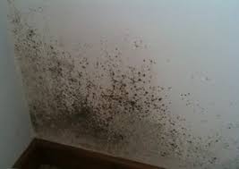 As it dries it kills. Damp And Mould Ian Perks Estate Agent