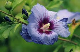 If too many leaves are falling off, if many leaves turn brown at once, or if the upper leaves start browning your plant might be experiencing one or more of the following problems How To Revive A Dying Hibiscus Gardener Report