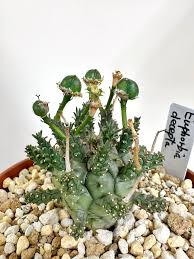 Image result for Euphorbia davyi