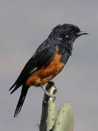 Image result for Clutia monticola