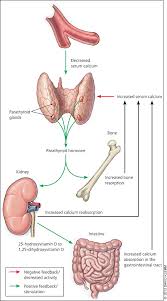 Parathyroid Disorders American Family Physician