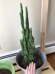 Clumping globular cactus, each head is up to 6 inches in diameter. Took This Baby Home From A Cvs 4 Years Ago And Was A Few Inches Tall With Stupid Flowers Glued To It Obsessed With My Fairy Castle Cactus Cactus