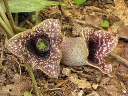 Image result for Hexasepalum flavescens