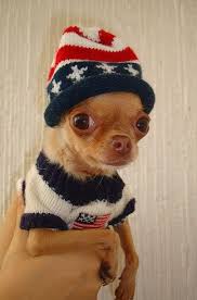 11 dogs that prove small is powerful chihuahua love patriotic dog cute chihuahua