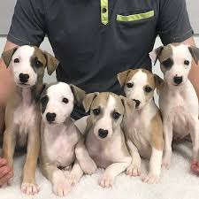 Rehome buy and sell, and give an animal a forever home with preloved! Sugar Valley Farms