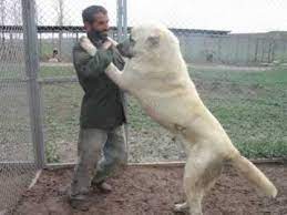 Yalnız kangal'ın ününü capslere borçlu olduğunu sanmak hata olur; Starkster Hund Der Welt Kurdischer Kangal Youtube
