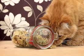 Homemade Cat Treats Diy Cat Treats Diy Cat Treats Recipes Cat Treats