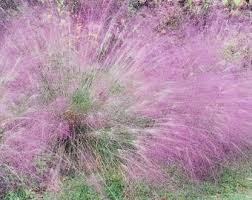 Image result for Eragrostis homblei
