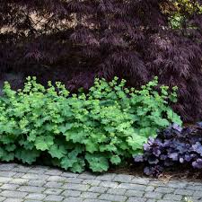 Image result for Alchemilla microbetula