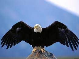 We did not find results for: 72 Free Bald Eagle Wallpaper On Wallpapersafari