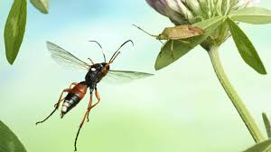 25 jahre später parkt der wagen als denkmal in seinem garten. Landwirtschaft Und Garten Diese Nutzlinge Helfen Gegen Blattlause Co Rettet Die Insekten Swr Wissen Swr De
