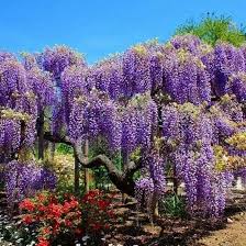 Image result for Bolusanthus
