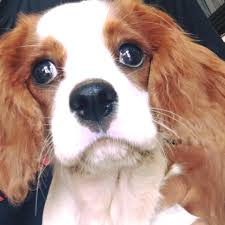 We did not find results for: Cavalier King Charles Spaniel Philippines Startseite Facebook