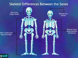Bone Health Differences In Men And Women