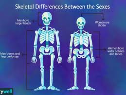 Check spelling or type a new query. Bone Health Differences In Men And Women