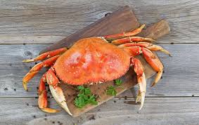 Image result for Amnesic Shellfish Poisoning