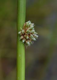 Image result for Schoenoplectiella senegalensis
