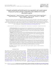 Image result for Urochloa platynota