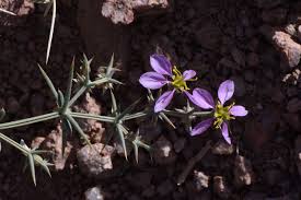 Image result for Fagonia isotricha