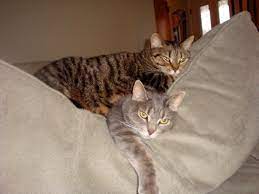 Go Slow Be Patient Introducing A New Cat Cats Cat Adoption