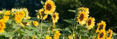 Tall Sunflower Seeds Johnnys Selected Seeds