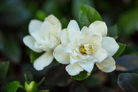 We did not find results for: How To Grow And Care For Gardenia Plants Hgtv