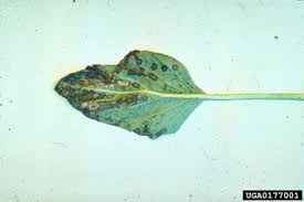 Image result for tomato seedling xanthomonas vesicatoria