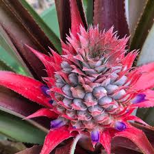 Image result for Humularia bequaertii