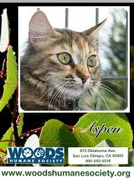 Pin By Marianne Bollinger On Woods Humane Society Humane Society Tabby Cat Cat Pics