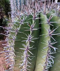 Where exactly do you plan to place the cactus? Spike Love Cacti Cactus Nature Ibiza Spain Spike Instagram Ethical Clothing