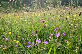 One of the predicted 2019 trends is an increased interest in creating pollinator gardens and more habitats for wildlife. Can I Create A Wildflower Meadow On An Existing Lawn Sussex Wildlife Trust