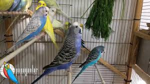 muhabbet kusu dereotu yer mi 2021 muhabbet kuslari kusu kus