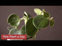 Image result for Ceropegia incana