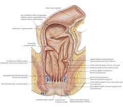Hun fikk diagnosen lungekreft med spredning til blant annet skjelettet og lillehjernen for snart fem år siden. Endetarmskreft Store Medisinske Leksikon
