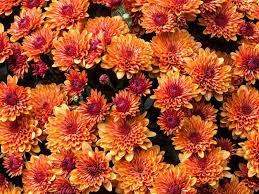 She loves discussing the insights of the secret world of flowers, shares her gardening tips and hacks and moons over the latest additions to serenata flowers flower range. 12 Worst Flowers For People With Allergies