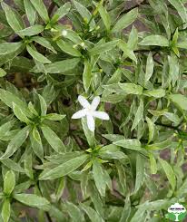 Image result for Tabernaemontana inconspicua