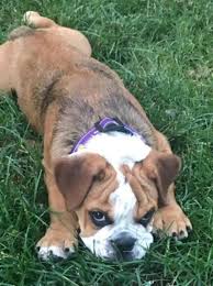 We are dedicated to providing the highest level of veterinary medicine along with friendly, compassionate service. Col Rock Iv Arrives At Western Illinois University Khqa