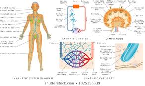 Royalty Free Lymphatic Drainage Stock Images Photos