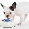 As dogs are generally easier to train and have a special sense of smell, dogs can be also trained to do special tasks. Https Encrypted Tbn0 Gstatic Com Images Q Tbn And9gcqtzmi4jqkutlyqdae0qscf5gurw4xwq0yt73jsnkcdkkdyulln Usqp Cau