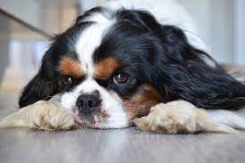 Cependant, il nécessite de savoir plusieurs choses avant d'en adopter un, tel que l'entretien de sa le cavalier king charles est l'une des plus grandes races de chiens. Hund Cavalier King Charles Tier Kostenloses Foto Auf Pixabay