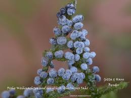 Image result for Melanospermum